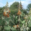 Colqhounia coccinea 'Vestita' P19 P22